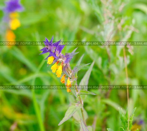 Иван-да-Марья или марьянник дубравный (Melampyrum nemorosum) Стоковое фото, фотограф Алёшина Оксана / Фотобанк Лори