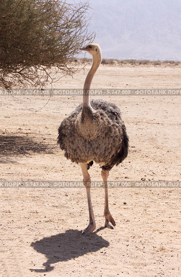 Израиль. Заповедник Хай-Бар Йотвата. Самка африканского страуса (Struthio camelus) (2013 год). Стоковое фото, фотограф Светлана Зотеева / Фотобанк Лори
