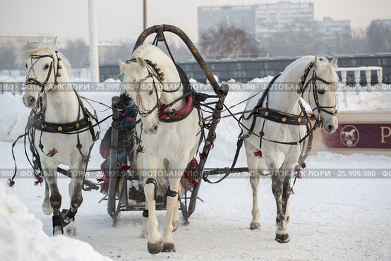 January 20 - 2013, Russia Troyka -three horses racing - winter President Cup of Russia in Moscow. Редакционное фото, фотограф Александр Новиков / Фотобанк Лори