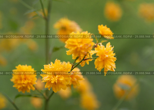 Japanese rose - Kerria japonica. Стоковое фото, фотограф Игорь Струков / Фотобанк Лори