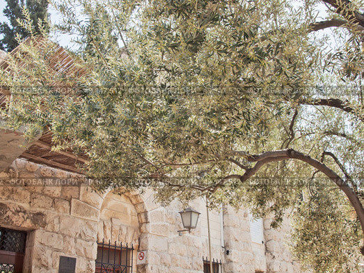 Jerusalem-Garden of Gethsemane. Стоковое фото, агентство Ingram Publishing / Фотобанк Лори