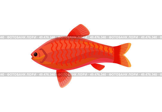Jewel cichlid red small fish with fins. Marine limbless animal living floating in water. Biological organism with mouth and eyes vector Illustration. Jewel Cichlid Red Small Fish Vector Illustration. Стоковая иллюстрация, агентство Ingram Publishing / Фотобанк Лори