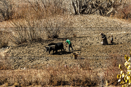 Jharkot, Nepal - November 17, 2015: Nepalese family with the help of a bull plowing the land in late autumn. Редакционное фото, фотограф VittoriaChe / Фотобанк Лори