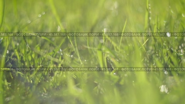 Juicy bright green grass in sunlight. Close up. Lawn background. Texture of new grass growing in field. Meadow on warm sunset or sunrise time. Tranquil nature scene. Golden hour. Greenery, dew drops. Стоковое видео, видеограф Марина Демидюк / Фотобанк Лори