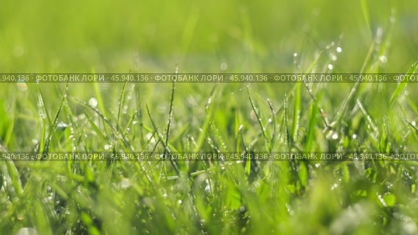 Juicy bright green grass in sunlight. Close up. Lawn background. Texture of new grass growing in field. Meadow on warm sunset or sunrise time. Tranquil nature scene. Golden hour. Greenery, dew drops. Стоковое видео, видеограф Марина Демидюк / Фотобанк Лори