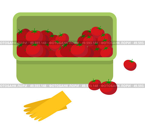 Juicy tomato. Fresh ripe vegetables in plastic box and yellow garden gloves flat style vector illustration. Autumn harvest of red fruits collected in a container. Vegetable is used for juice and salad. Juicy tomato. Fresh ripe vegetables in plastic box and yellow garden gloves vector illustration. Стоковая иллюстрация, агентство Ingram Publishing / Фотобанк Лори