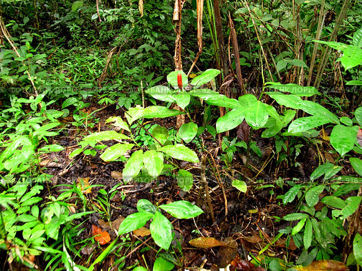 Jungle on Amazon river in Peru, South America (2011 год). Стоковое фото, фотограф Сергей Стрелков / Фотобанк Лори