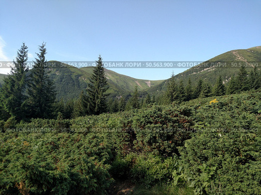 Junipers plants of Christmas trees growing on a mountain look at an angle horizontal. Стоковое фото, агентство Ingram Publishing / Фотобанк Лори