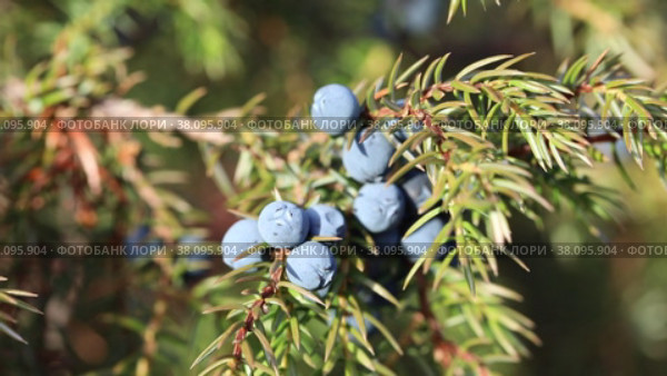 Juniperus communis. Плоды можжевельника обыкновенного крупным планом, Ямало-Ненецкий автономный округ. Стоковое видео, видеограф Григорий Писоцкий / Фотобанк Лори