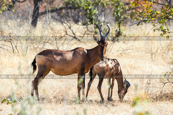 Каама (Alcelaphus buselaphus) с детёнышем стоит в тени под деревом в африканской саванне днём (2014 год). Стоковое фото, фотограф Анна Ефимова / Фотобанк Лори