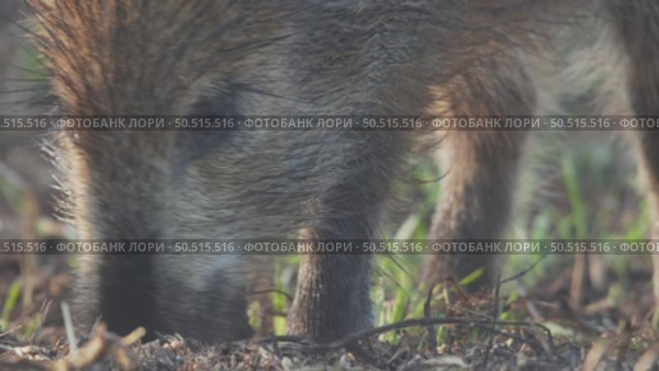 Кабан или дикая свинья дикие животные, Sus scrofa. Стоковое видео, видеограф Дмитрий Якубович / Фотобанк Лори