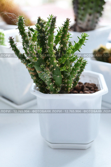 Кактус, Опунция ломкая (лат. Opuntia fragilis) Стоковое фото, фотограф Emmerdeur / Фотобанк Лори