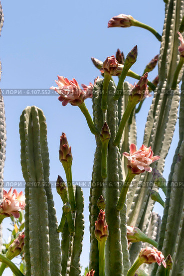 Кактус цереус (Cereus jamacaru) на фоне неба. Стоковое фото, фотограф Татьяна Ляпи / Фотобанк Лори
