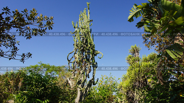 Кактус в ботаническом саду Арготти в Флориане. Валлетта. Мальта. (Cactus in the Argotti Botanical Garden in Floriana. Valletta. Malta.) (2018 год). Стоковое фото, фотограф Igor Bakirov / Фотобанк Лори