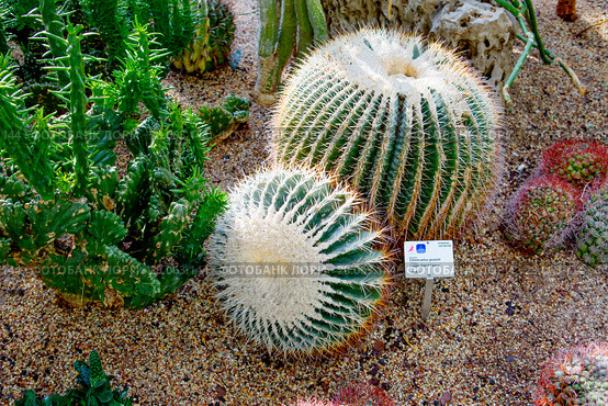 Кактус Золотая бочка, Эхинокактус грузона, кактус баррель, Golden Barrel Cactus (2018 год). Редакционное фото, фотограф Галина Савина / Фотобанк Лори