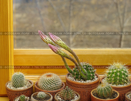 Кактусы. бутоны Echinopsis hybrid. Стоковое фото, фотограф Галина Хорошман / Фотобанк Лори