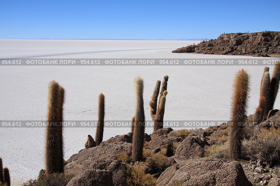 Кактусы на острове "Isla del Pescado" (2009 год). Стоковое фото, фотограф Кирилл Трифонов / Фотобанк Лори