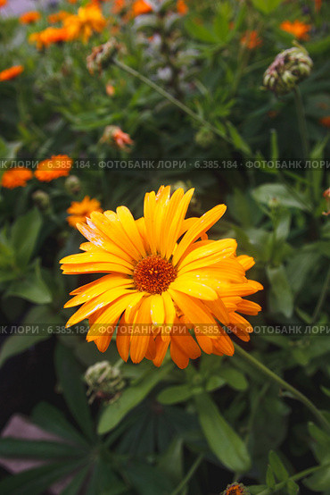 Календула (лат. Calendula officinalis) Стоковое фото, фотограф Иван Карпов / Фотобанк Лори
