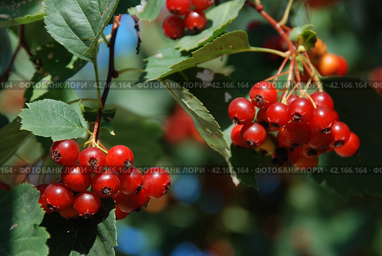 Калина обыкновенная, или Калина красная (лат. Viburnum opulus) Стоковое фото, фотограф lana1501 / Фотобанк Лори