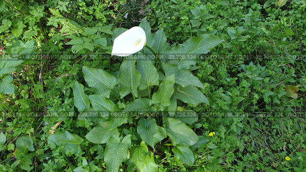 Калла эфиопская зантедеския (calla zantedeschia aethiopica). Кашкайш, Лиссабон, Португалия (2023 год). Стоковое фото, фотограф lana1501 / Фотобанк Лори