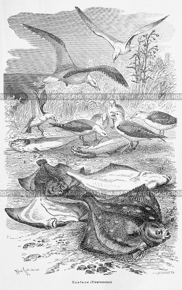 Камбалы (Pleuronectes)  - рисунок  из книги А. Брэма "Жизнь животных" 1896 г. Стоковая иллюстрация, иллюстратор Вера Смолянинова / Фотобанк Лори