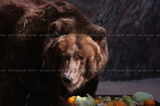 Камчатский бурый медведь у ящика с фруктами и овощами. Стоковое фото, фотограф Сергей Бобылев / ТАСС / Фотобанк Лори