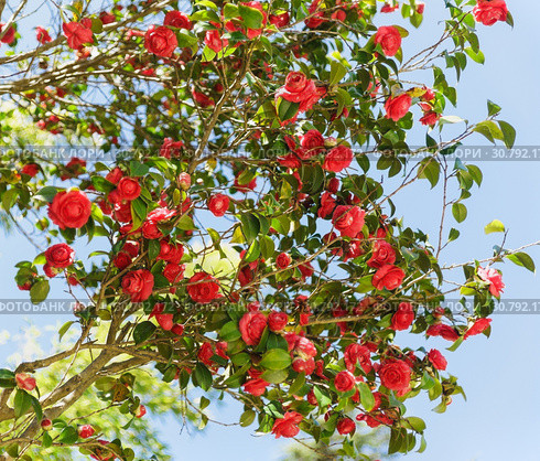 Камелия японская (лат. Camellia japonica) на фоне голубого неба. Стоковое фото, фотограф Наталья Гармашева / Фотобанк Лори