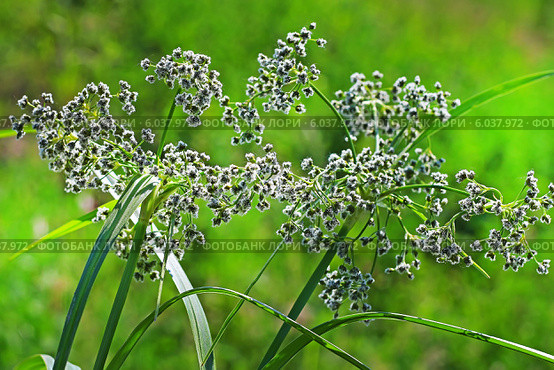 Камыш лесной (Scirpus sylvaticus). Дикорастущие растения Сибири. Стоковое фото, фотограф Евгений Мухортов / Фотобанк Лори
