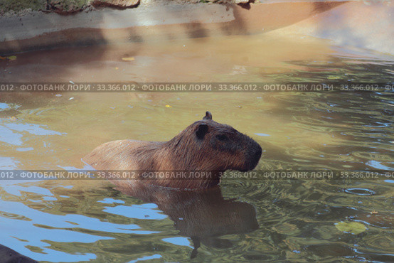 Капибара выходит из воды. Рим, Италия (2019 год). Стоковое фото, фотограф Вадим Хомяков / Фотобанк Лори