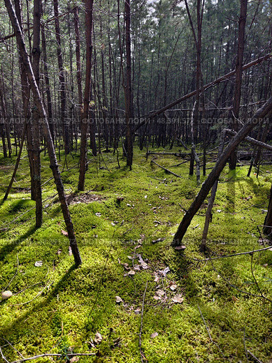 Караканский Бор под Новосибирском. Photograph of a mossy forest on a summer day. Стоковое фото, фотограф Сергей Пристяжнюк (Serg Zastavkin) / Фотобанк Лори