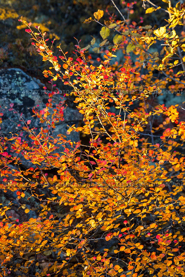 Карликовая береза (Betula nana). Осенний сезон. Красные и желтые осенние листья на ветвях карликовой березы. Дикорастущее растение, произрастающее на Крайнем Севере и в Арктике. Северная природа. Малая глубина резкости. Стоковое фото, фотограф Андрей Степанов / Фотобанк Лори