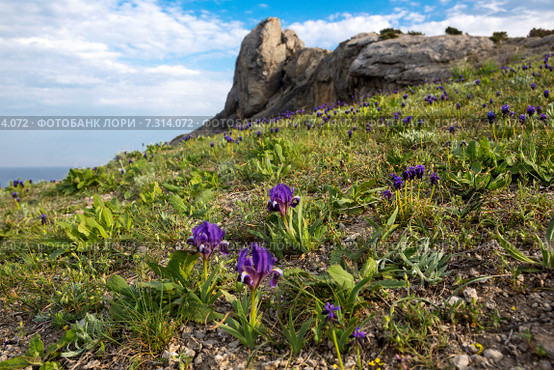 Карликовый ирис (iris pumila) и мускари на мысе Капчик, Крым (2015 год). Стоковое фото, фотограф Ирина Яровая / Фотобанк Лори
