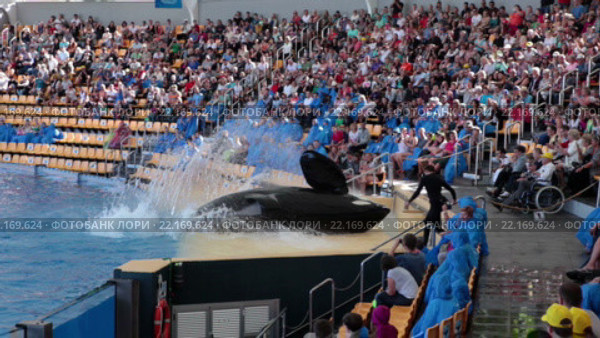 Касатка машет хвостом из воды. Орка шоу (Orca show), выступление касаток в Лоро-парке, Тенерифе, Канарские острова, Испания (2016 год). Редакционное видео, видеограф Кекяляйнен Андрей / Фотобанк Лори