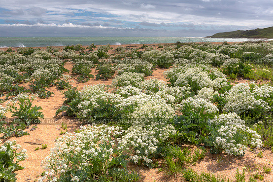 Катран морской (Crambe maritima) на берегу Черного моря, Крым (2016 год). Стоковое фото, фотограф Ирина Яровая / Фотобанк Лори