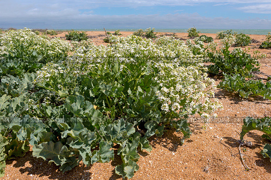 Катран морской (Crambe maritima) на берегу Черного моря, Крым (2016 год). Стоковое фото, фотограф Ирина Яровая / Фотобанк Лори