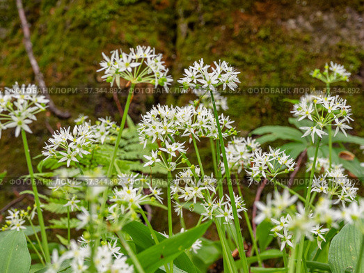 Кавказские горы, горный лес. Луг цветущей черемши (Allium ursinum). Caucasian mountains, mountain forest. Meadow of flowering wild garlic (Allium ursinum). Стоковое фото, фотограф Евгений Романов / Фотобанк Лори