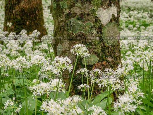 Кавказские горы, горный лес. Луг цветущей черемши (Allium ursinum). Caucasian mountains, mountain forest. Meadow of flowering wild garlic (Allium ursinum). Стоковое фото, фотограф Евгений Романов / Фотобанк Лори