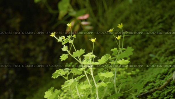 Кавказские горы. Каньон реки Кудепста. Цветок на ковре из мха. The Caucasus Mountains. Kudepsta River Canyon. A flower on a moss carpet. Стоковое видео, видеограф Евгений Романов / Фотобанк Лори