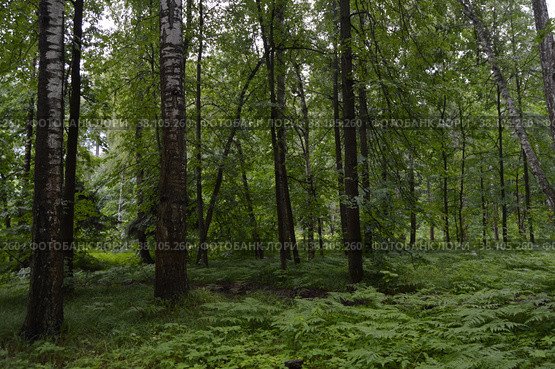 Казанский лес. Широколиственный лес. Лето Kazan forest. Broad-leaved forest. Summer Tilia cordata Mill., Betula pendula Roth. Стоковое фото, фотограф Светлана Федорова / Фотобанк Лори