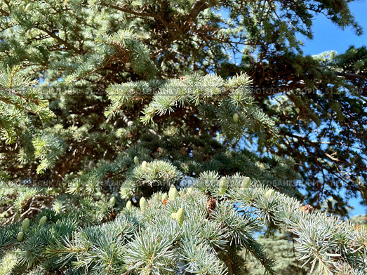 Кедр атласский, Cedrus atlantica, ветка с шишками. Стоковое фото, фотограф Щеголева Ольга / Фотобанк Лори