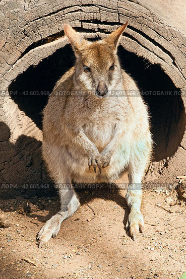 Кенгуру. Австралия. Сидней. Kangaroo. Australia. Sydney. Стоковое фото, фотограф Борис Лукьянов / Фотобанк Лори