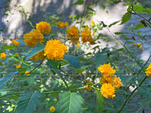 Керия японская (Кerria japonica) Стоковое фото, фотограф Мария Кылосова / Фотобанк Лори