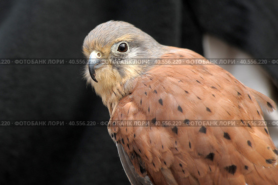 Kestrel perched on falconers glove. Стоковое фото, фотограф Анна Кривицкая / Фотобанк Лори