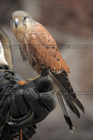 Kestrel perched on falconers glove. Стоковое фото, фотограф Анна Кривицкая / Фотобанк Лори
