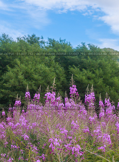 Кипрей, Иван-чай (Epilobium angustifolium) Стоковое фото, фотограф Виктория Панченко / Фотобанк Лори