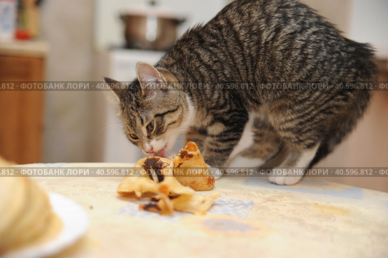 Kitten steals and eats pancakes on the table. Стоковое фото, фотограф Анна Кривицкая / Фотобанк Лори