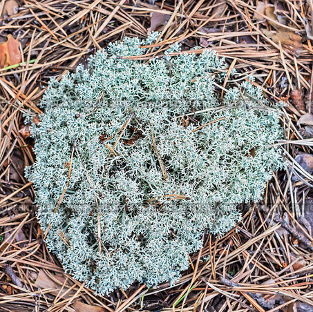 Кладония лесная (lat. Cladonia arbuscula) Стоковое фото, фотограф Евгений Мухортов / Фотобанк Лори