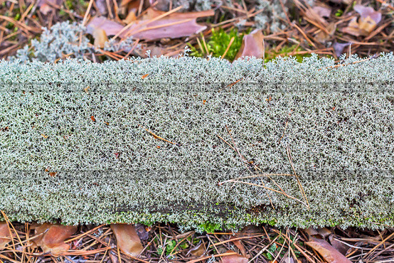 Кладония лесная (lat. Cladonia arbuscula). Ствол упавшего дерева обросший лишайником. Стоковое фото, фотограф Евгений Мухортов / Фотобанк Лори