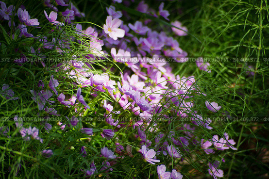 Клейтония побегоносная (Claytonia), заросли. Стоковое фото, фотограф Yuriy  Barbaruk / Фотобанк Лори