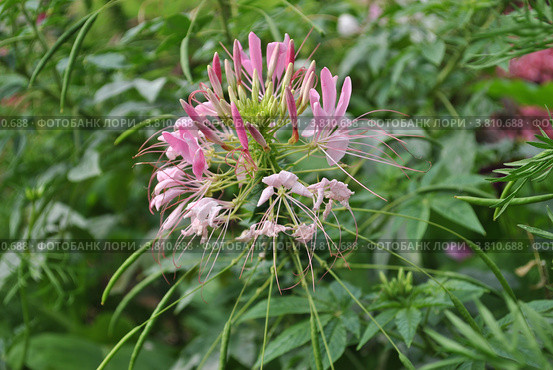 Клеома колючая (Cleoma spinosa), сорт Роуз Куин (Rose Queen) («цветок – паук») Стоковое фото, фотограф lana1501 / Фотобанк Лори